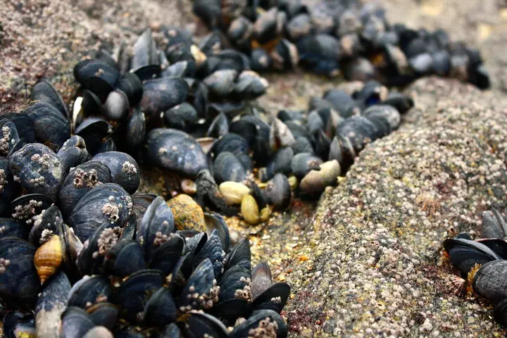 moules